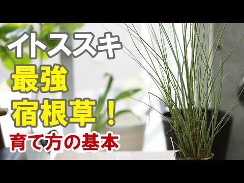 ススキの管理方法は？エレファントグラスの植え方、剪定、肥料のやり方に関するヒント  庭園