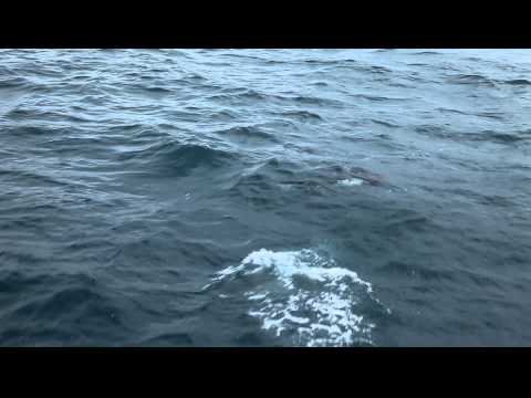 Dalls Porpoise heading across the Shelikof Strait from  Kodiak Alaska to Katmai