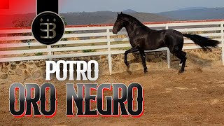 Chuy Lizárraga - El Vlog - Rancho El Aguacaliente -Potro Oro Negro