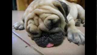 preview picture of video 'Pug Spyke Sleeping :)'