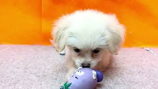 ハーフ犬の動画01