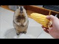 marmot likes to eat corn the most of all foods