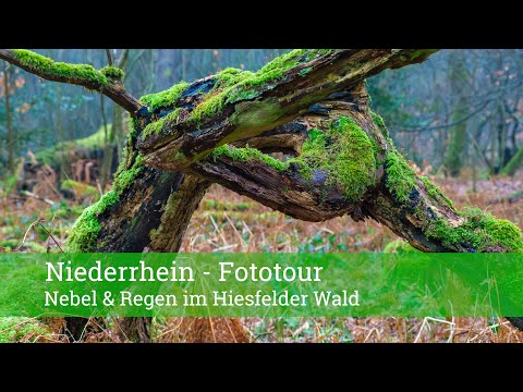 Niederrhein Fototour - bei Nebel & Regen im Hiesfelder Wald