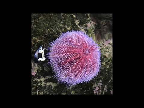 1eight - Recording Edible Urchins down at Sea Life Weymouth
