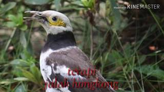 Download lagu terapi JALAK HONGKONG..cocok untuk masteran kacer,murai batu,cucak ijo,jalak suren,dan lain_lain.. mp3