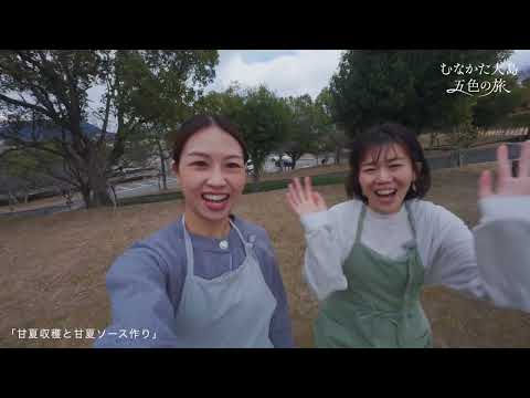 むなかた大島 五色の旅 黄：甘夏収穫と甘夏ソース作り
