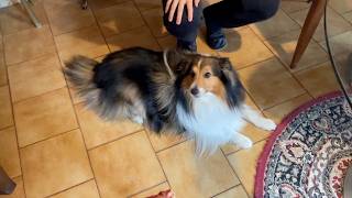 【シェルティ】タイオウ君にへそ天【フランス田舎暮らし🇫🇷】#犬の散歩 #賢い犬 #犬のいる暮らし #マイペースな犬