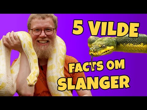 5 ting du måske ikke ved om slanger - vildt eksperiment med klapperslange