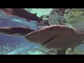 SeaWorld Shark Feeding SeaWorld Orlando
