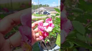 Download lagu day off day visiting my garden#support #shortvideo #trending mp3