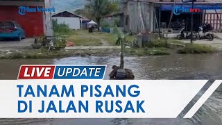 Makan Korban, Jalan Berlubang Arah Kantor Gubernur Sulbar Ditanami Pohon Pisang sebagai Aksi Protes