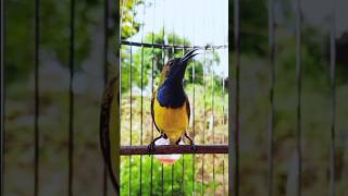 Download lagu Suara burung sogok ontong #kicaumania mp3 Download lagu Suara burung sogok ontong #kicaumania mp3