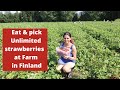 Unlimited Strawberry Picking & Eating at farm in Finland. @KabiraKhanna
