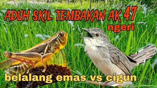 Download lagu tembakan ngeri belalang emas vs cigun mp3