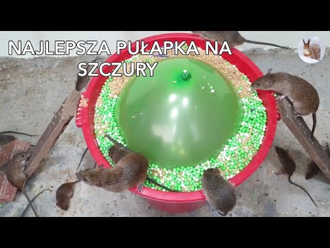 Najlepsza PUŁAPKA NA SZCZURY 2020 #Mouse trap