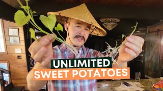 How To Grow Tons Of Sweet Potatoes In A 5-Gallon Bucket?