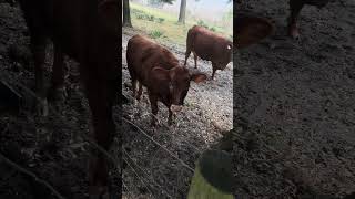 Sofie waiting her turn #cow #farming #farmlife #shorts