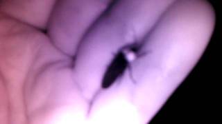 2010-5-21-hotalu.AVI