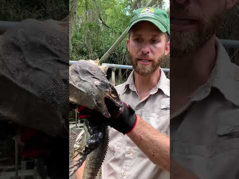 Mexican Spinytail Iguanas are WILD!
