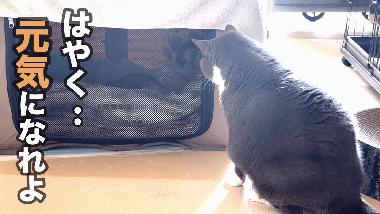 断脚したウルンを心配そうに見つめる親分…。