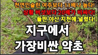 야산 들판 지천에 널림! 지구에서 제일비싼 약초!상황버섯보다 20배 비싸다! #찔레뿌리효능 #찔레효능 #찔레…