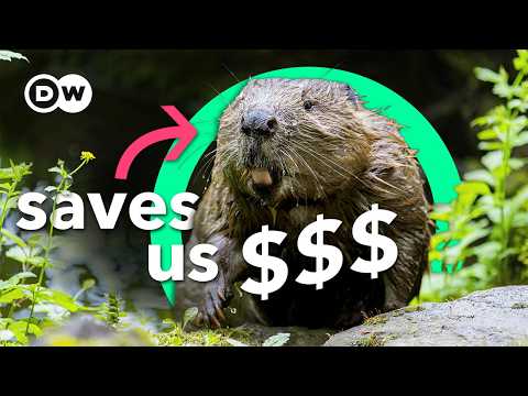 We tried to wipe them out. Now they're fixing our mess