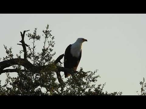 A Fish Eagle call in the Kruger National Park