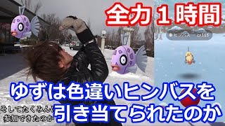 ヒンバス ポケットモンスター メルタン パッチラゴン ポットデス ヒンバス ポケットモンスター メルタン パッチラゴン ポットデス