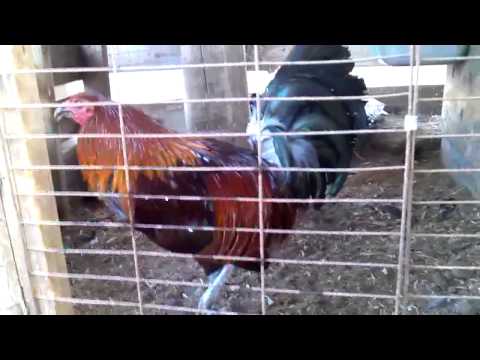 Hatch / spangle hatch gamefowl