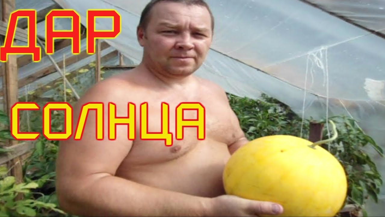 Арбуз Подарок Солнца