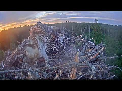 A fight between three osprey chicks.