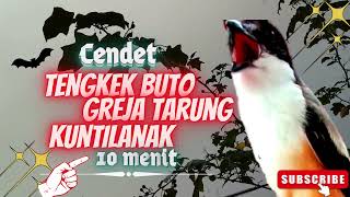 Download lagu Masteran Cendet Isian Greja, Tengkek Buto, Kuntilanak - Cukup 10 Menit mp3 Download lagu Masteran Cendet Isian Greja, Tengkek Buto, Kuntilanak - Cukup 10 Menit mp3