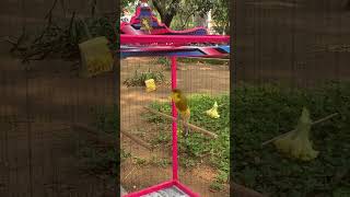 Download lagu kenari gacor bikin emosi mp3