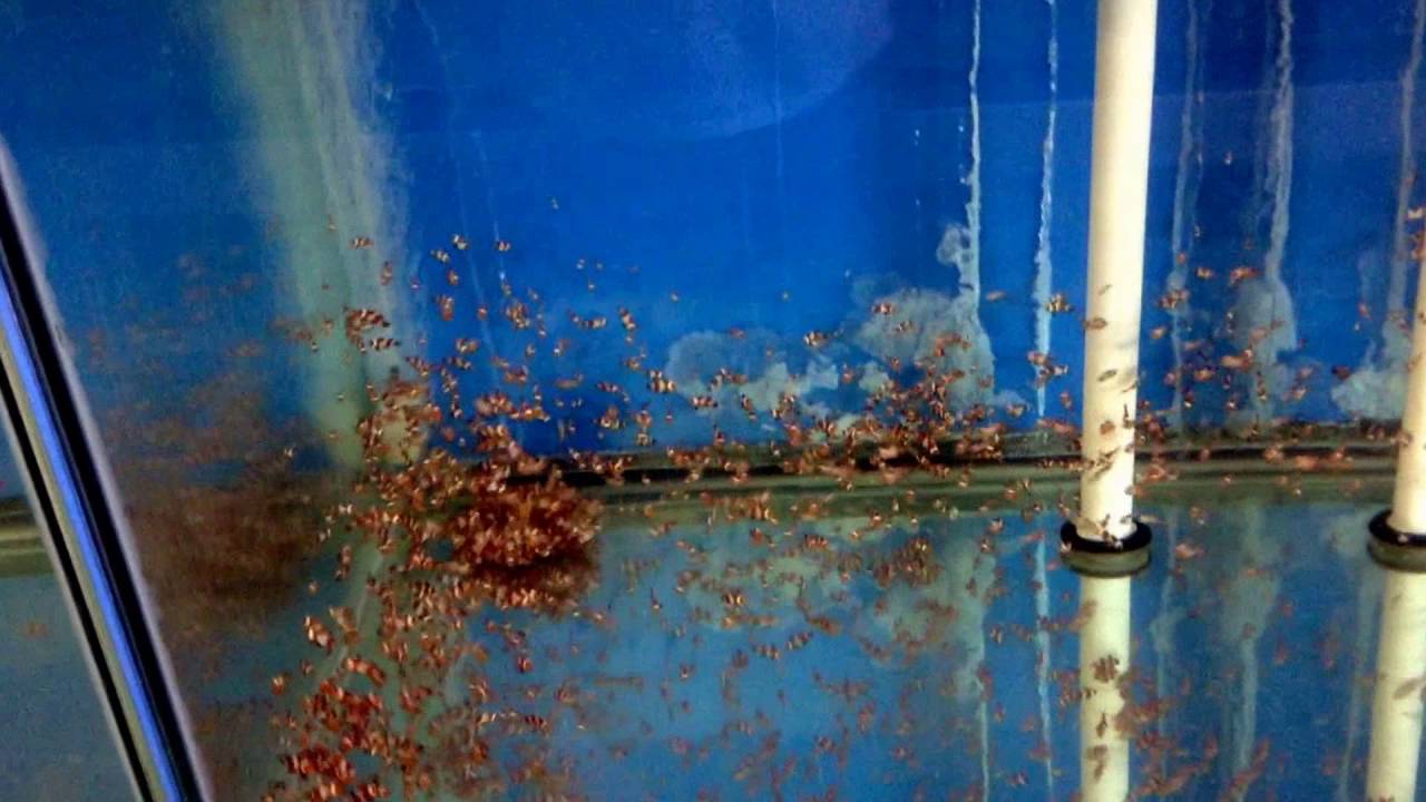 Sustainable Aquatics Virtual Tour