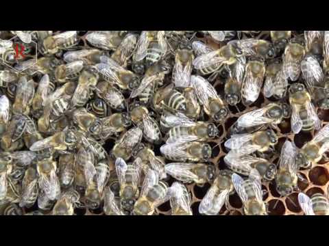 Обзор пчелосемьи ранней весной на пасике