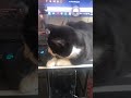 Tuxedo Cat Meow Moo Makes A Really Cute Noise After I Tell Him I Love You With A Headbutt