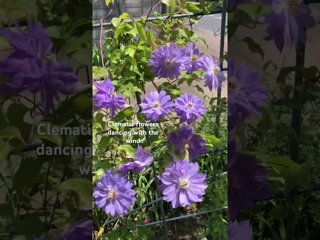 Vídeo relacionado con Clematis Tessen Retro Japón Floral Vintage Flores Japonesas Camiseta