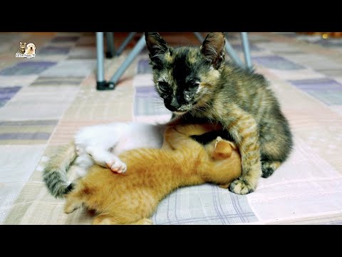 Orphan kittens are missing mother and want to get milk from bigger kitten