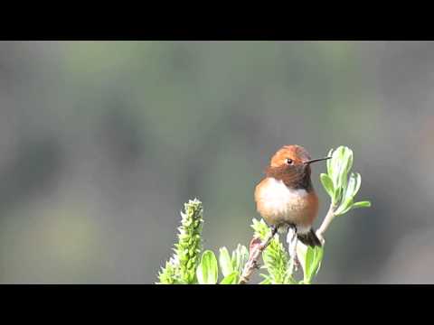 Rufous Hummingbird