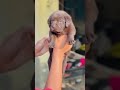 Dog ???? #dog #dogs #doglover #trending #cute #puppy #puppies #pets #animals #shortvideo #shortsfeed