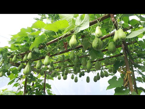 Amazing - The method of growing chayote on the terrace is surprisingly easy