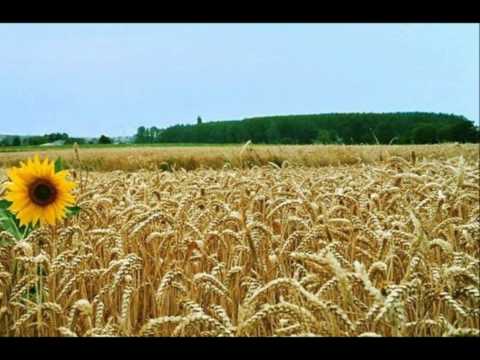 MVS Becarine - Becarac