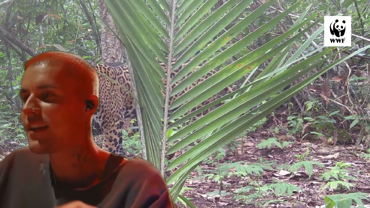 Justin Bieber llega a Bolivia a instalar cámaras trampa… y se sorprende con nuestra biodiversidad