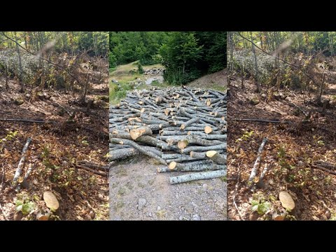 Masakrohen bjeshkët e Kukësit, prerja e druve pa kriter rrezikon pyjet e Beqirajt