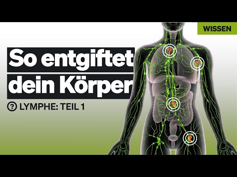 Das Lymphsystem EINFACH erklärt in 6min | Lymphe Teil 1