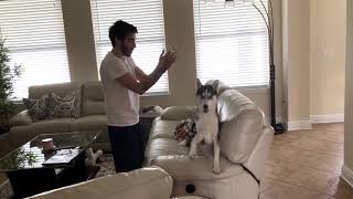 I Taught My Dog A Cute Thing