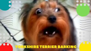 Собака лает Dog barks Йоркширский терьер Yorkshire Terrier barking
Подпишитесь на канал https://www.youtube.com/c/ziminvideo
Собака лает
В магазине лает собака Йоркширский терьер. Она зовёт хозяйку.  Декоративная порода собак,