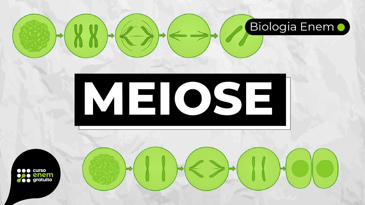 MEIOSE | Resumo de Biologia para o Enem