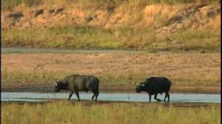 preview picture of video 'Tanzania Parks: Ruaha - Buffalo herd walking through a river'