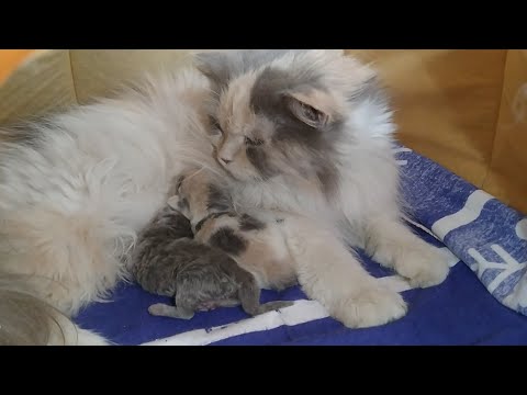 Newborn Kitten Finally Can Drink Milk Himself After 3 Days Of His Birth